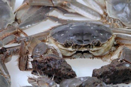 敢说你中秋吃了阳澄湖大闸蟹 那你一定被坑了