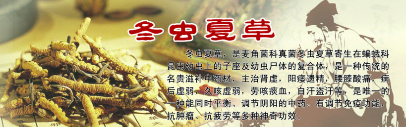 冬虫夏草品种调研报告（2015—2018）